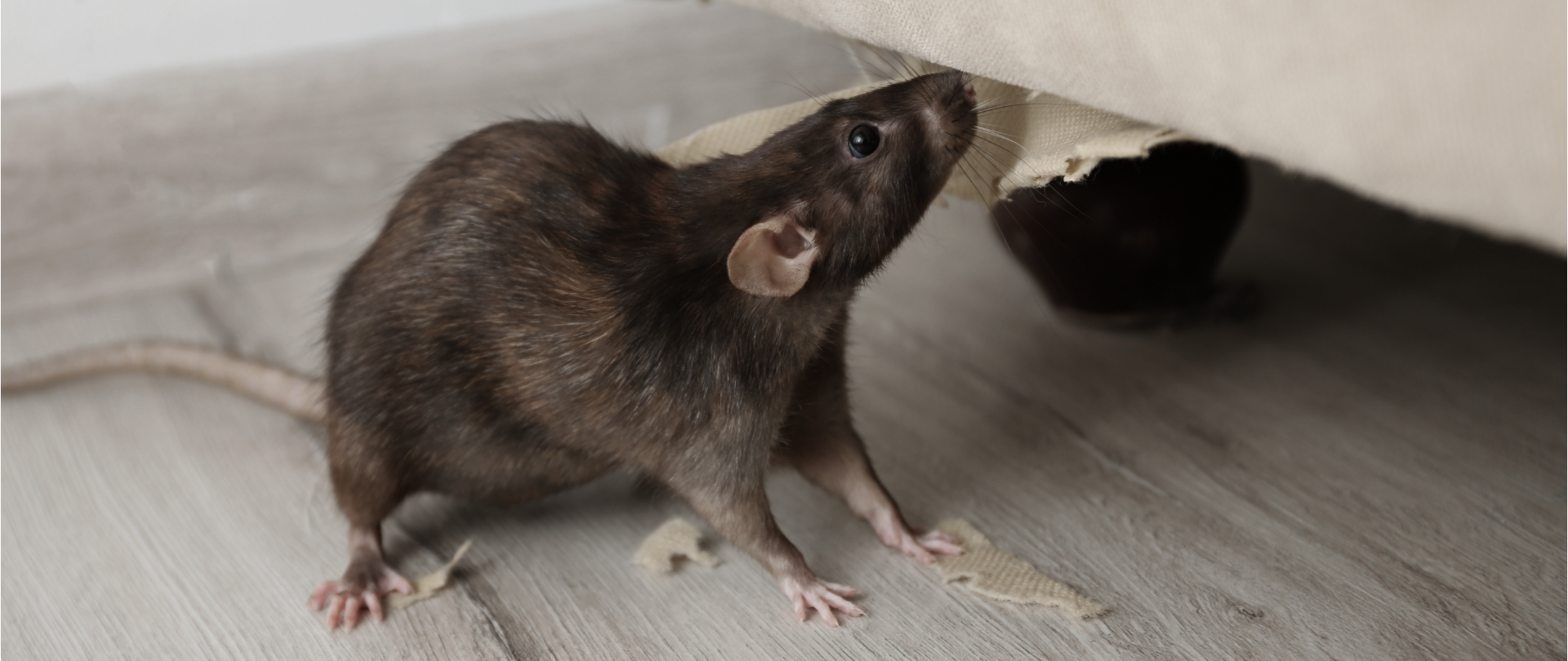 Rat
